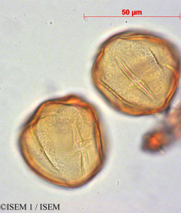 ISEM 1/Ceratostema_alatum_28069/Ceratostema_alatum_28069_0001(copy)_thumb.jpg